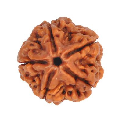 Rudraksha